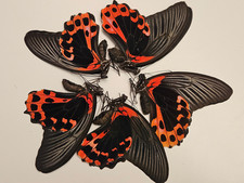 Papilio rumanzovia - Lot of TEN ( 10 ) Scarlet Mormons A1 Unspread - Philippines picture