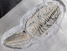 Golden Bug Pyritized Triarthrus eatoni Trilobite Fossil Specimen picture