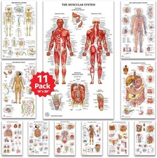 11 Human Anatomy Posters - Medical Posters, Skeletal, Male Female Muscular, Circ picture