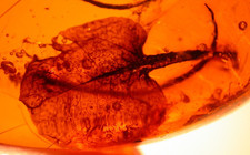 Superb Large Hymenaea Flower Petal with Flower Stamen in Dominican Amber Fossil picture