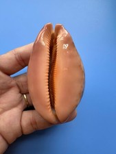 73.6mm | Cypraea mappa |F+++ GEM | Rose base | Nice pattern picture