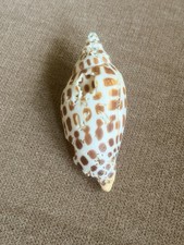 Scalphella Junonia Spotted Seashell RARE 3.3 INCHES Damaged Imperfect, Beautiful picture