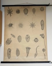 Antique/vintage school chart for single-celled organisms Norstedt & Soner Poster picture