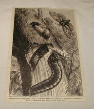 1887 magazine engraving ~ DEVELOPMENT OF MOTH, Larva+Chrysalis picture