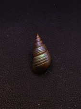 LGE rare, Phasianotrochus eximius rainbow Maireener aboriginal sea shell #17784 picture