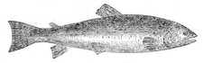 The Loch Leven Trout 1862 Little can be said by naturalists about - Old Photo picture