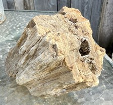 SUPERB* 5 # Petrified Fossil Wood~Clam Bored~Druzy~Perfectly Replicated Detail picture