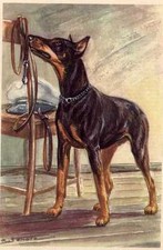 Doberman Pinscher - CUSTOM MATTED - Dog Art Print - German / NEW U picture