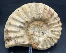 7” Diameter Fort Worth, Texas Cretaceous Fossil Ammonite Mortoniceras Species picture