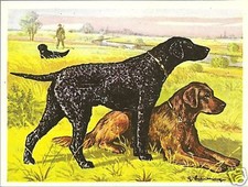 1952 Dog Print Austria Tobacco Company Bildwerk GOLDEN & CURLY COATED RETRIEVER picture