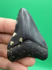 Collector Quality Megalodon Tooth Venice Florida 2.67” All Natural picture