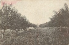 c1910 Berryville Arkansas Orchard Farming occupation undivided  Postcard 26-2093 picture