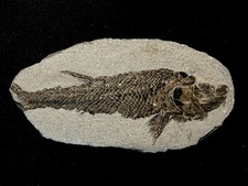 fossil fish ，perleidus,  Jurong China picture