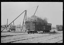 Photo:New Roads Louisiana 1938 Sugarcane Loading Railroad Flatcars FSA picture