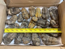 80 Pieces 3” Calymene Trilobite Fossils - Morocco See Video picture