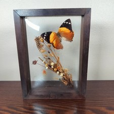 Vintage Butterfly Taxidermy Dried Flowers Wood Framed Wall Hanging Free Standing picture