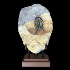Rare Chlustinia keyserlingi Trilobite Fossil Morocco – Museum Quality Matrix picture