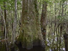 Harleyville South Carolina Audubon Center Beidler Forest Swamp Tree 2017 picture