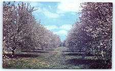 Springfield, Vermont blooming orchard postcard picture