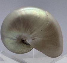 Vintage Pearlized Chambered Nautilus Seashell Approx. 5” Very Good Condition picture