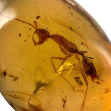 HELL ANT Haidomyrmex in Burmese / Burmite amber fossil / 100% genuine amber picture