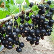 20 Black Currant Seeds (Ribes nigrum) – Fresh Non-GMO Fruit Seeds for Planting picture