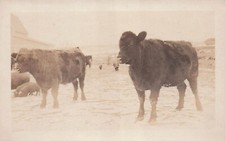 RPPC Shorthorn Cattle Farm Cow Pig Photo Early 1900s Homestead Postcard H16 picture