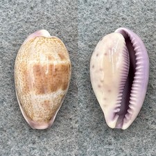 #2 Cypraea walkeri 25.3mm F+ No Data picture