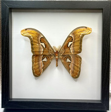 Framed Atlas Moth (Attacus Atlas),  Chiang Mai Thailand picture
