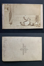 Von Bohr, Wien, Juliano Donato, Spanish Actor, One Legged Vintage Albumen Pri picture