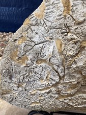 6.3# Fossil Crinoids Holdfast Roots Plate 8.5