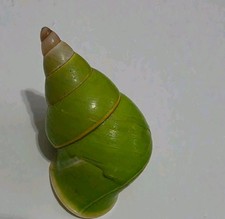 Papustyla Pulcherrima Land Snail Shell picture