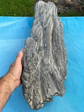 Texas Petrified Wood 31x8x5 Large Weathered Black Log Natural Aquascape Fossil picture