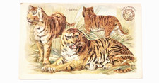 1898 J10 #54 Tigers, Interesting Animals, Arm and Hammer, Church & Co. picture