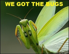 2 European Praying Mantis Egg Case Fresh Picked 2026 Free Hatching Bag picture