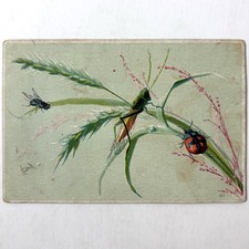Antique Grasshopper Ladybug Fly Botanical Bug Study Victorian Art Print Card Old picture
