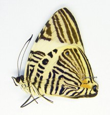 Unmounted Butterfly/Nymphalidae - Colobura annulata, male, A1/A- picture