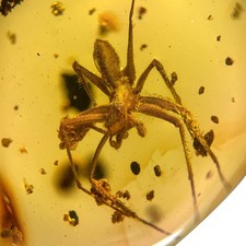 SPIDER in Burmese / Burmite amber fossil / 100% genuine  picture