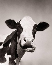 Vintage Holstein Cow 1950s BLK and White Matte Photo Reprint 8
