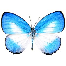 Jamides aruensis blue white butterfly Indonesia unmounted wings closed picture
