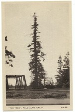 Palo Alto CA The Tree Postcard California picture