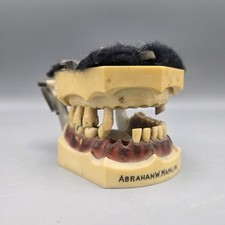 Vintage Mid-Century Dental Typodont Teaching Model Mounted on Metal Articulator picture