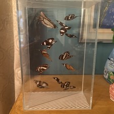 Vintage Floating 12 Monarchy Butterfly Taxidermy Mounted Acrylic Shadow box picture