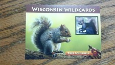 WISCONSIN WILDCARDS, GRAY SQUIRREL, TREE SQUIRRELS, 3-1/2