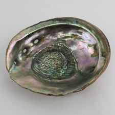 Vintage Abalone Shell 7.75