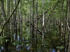 Photo:Harleyville South Carolina 2017 Beidler Forest Swamp Flooded Forest picture