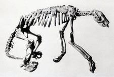 Washington DC An unusually complete skeleton of a now extinct grou- Old Photo picture