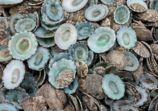 Green Limpet Seashells Sutorria (approx. 0.125 cup +/-35 shells 0.5+ inches) picture
