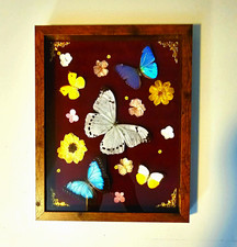 Framed Real Butterfly Specimen, all real 15