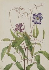 Curly Clematis Vintage 1920s Botanical Illustration Reprint Wall Art picture